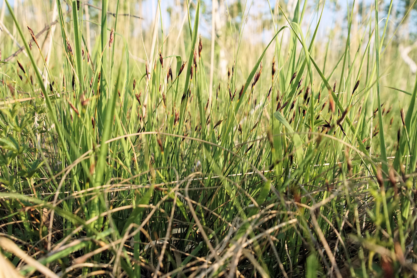 Изображение особи Schoenus ferrugineus.