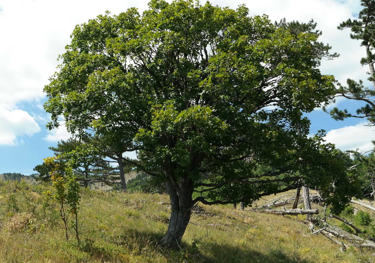 Image of Acer stevenii specimen.