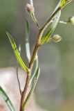 Erigeron acris. Часть побега с нераскрывшимися соцветиями. Кабардино-Балкария, Эльбрусский р-н, долина р. Сылтрансу, ≈ 2200 м н.у.м., субальпийский луг. 05.08.2019.