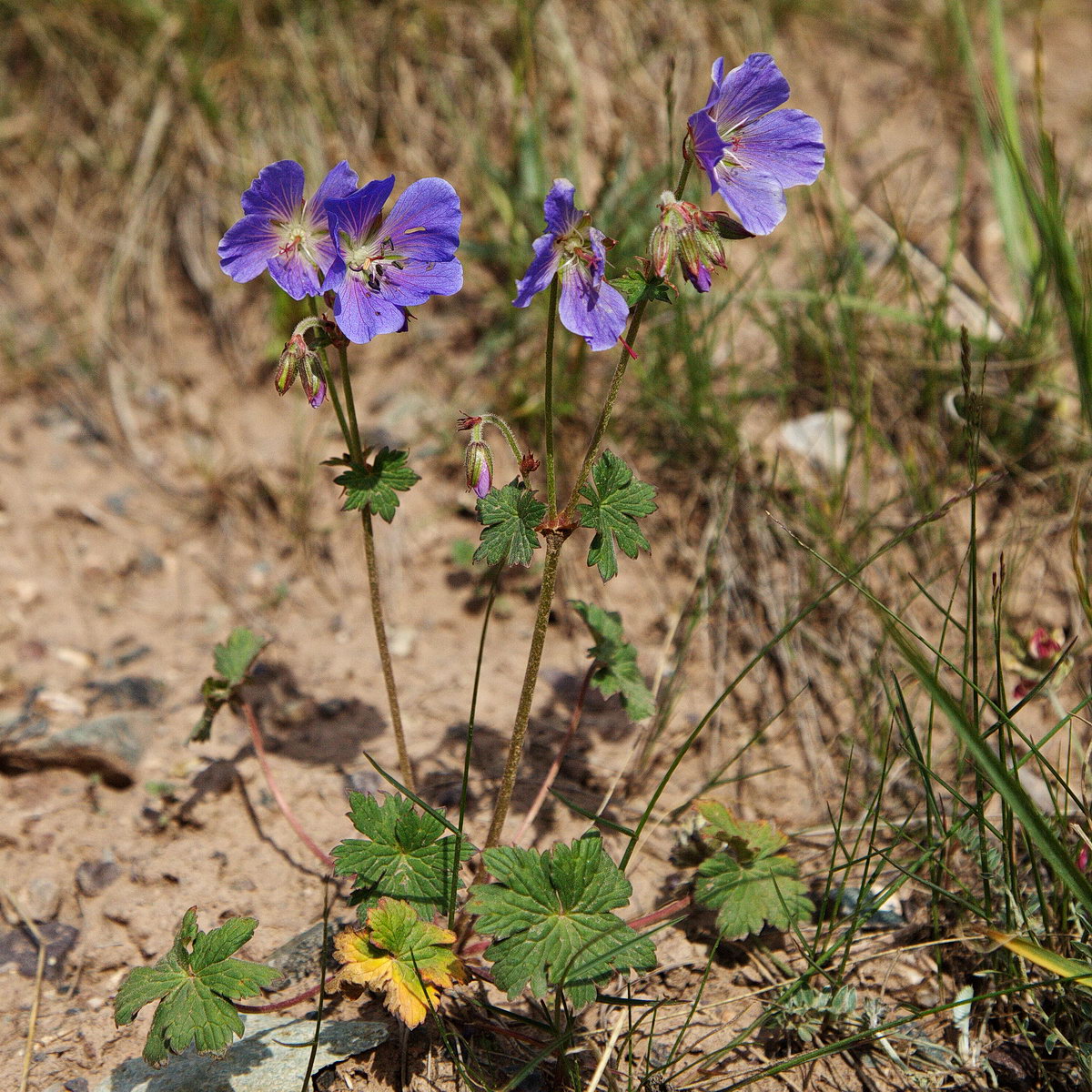 Image of Geranium saxatile specimen.