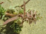 Image of taxon representative. Author is Жан-Франсуа Оливер