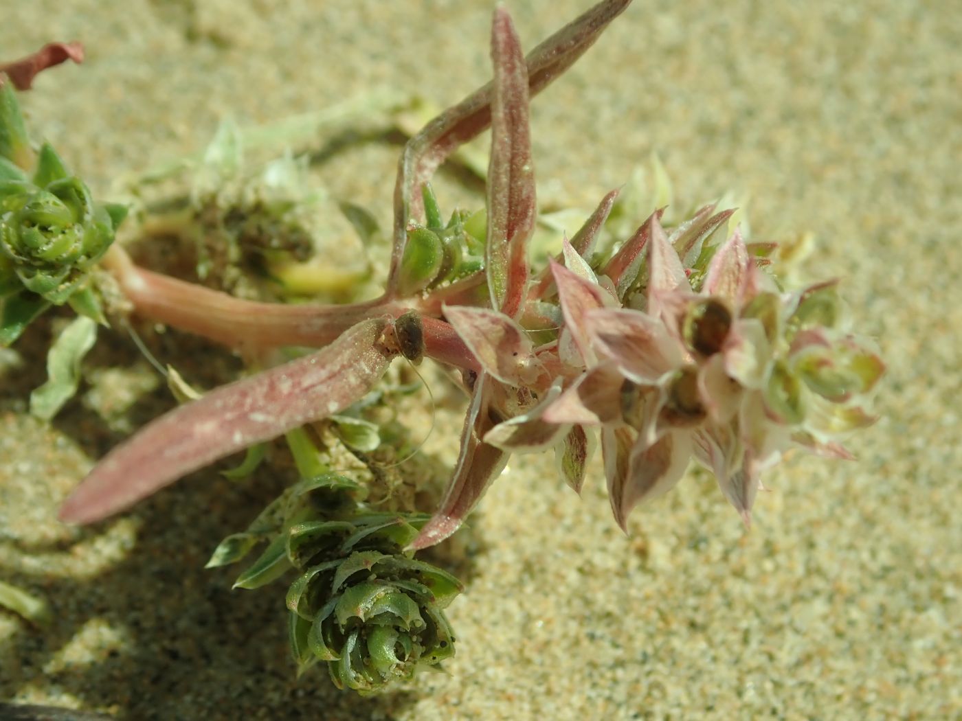 Image of Corispermum chinganicum specimen.