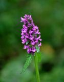 Betonica officinalis. Верхушка побега с соцветием. Челябинская обл., Верхнеуфалейский гор. округ, гора Аракуль, ≈ 500 м н.у.м., опушка смешанного леса. 02.08.2019.