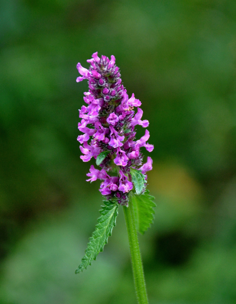 Изображение особи Betonica officinalis.