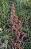 genus Chenopodium. Верхушка плодоносящего растения. Татарстан, Агрызский р-н, с. Красный Бор, огород, сорное. 12.10.2019.