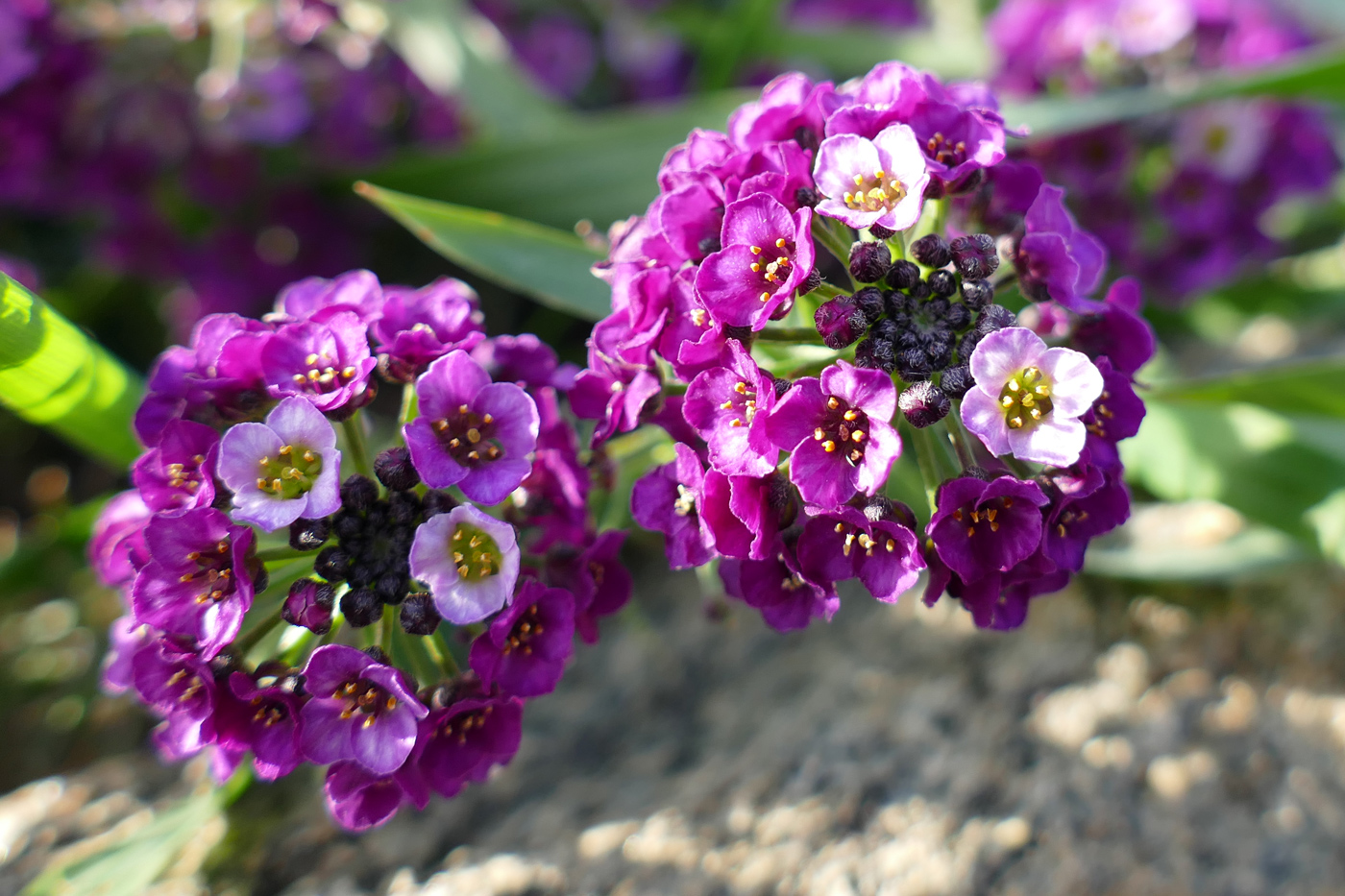Image of Lobularia maritima specimen.
