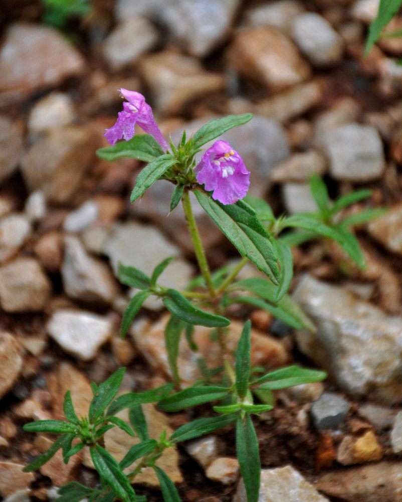 Image of Galeopsis angustifolia specimen.