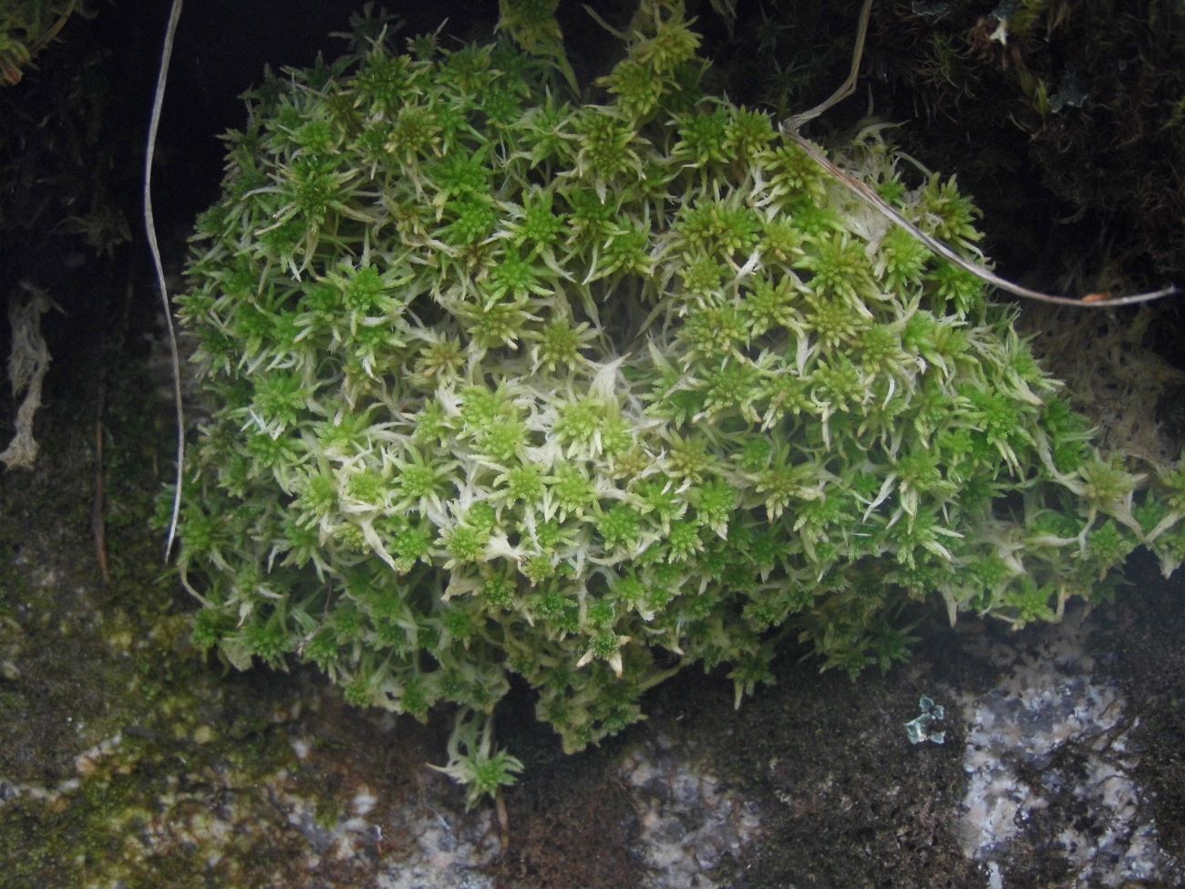 Image of genus Sphagnum specimen.