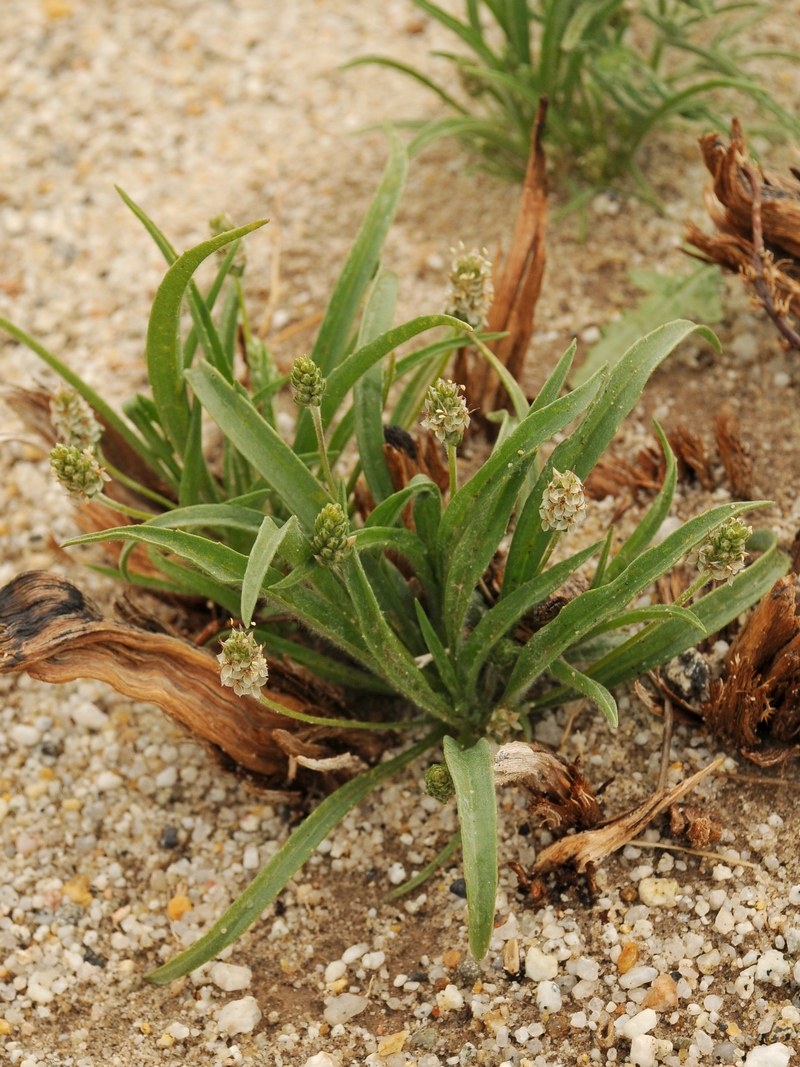 Изображение особи Plantago ovata.