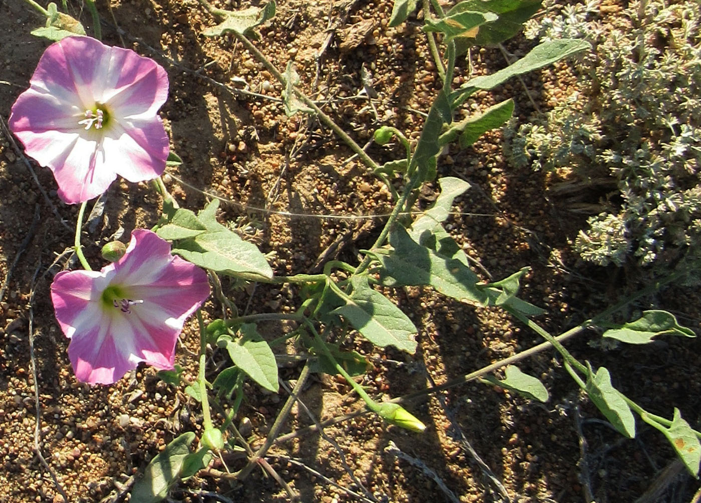 Image of Convolvulus arvensis specimen.