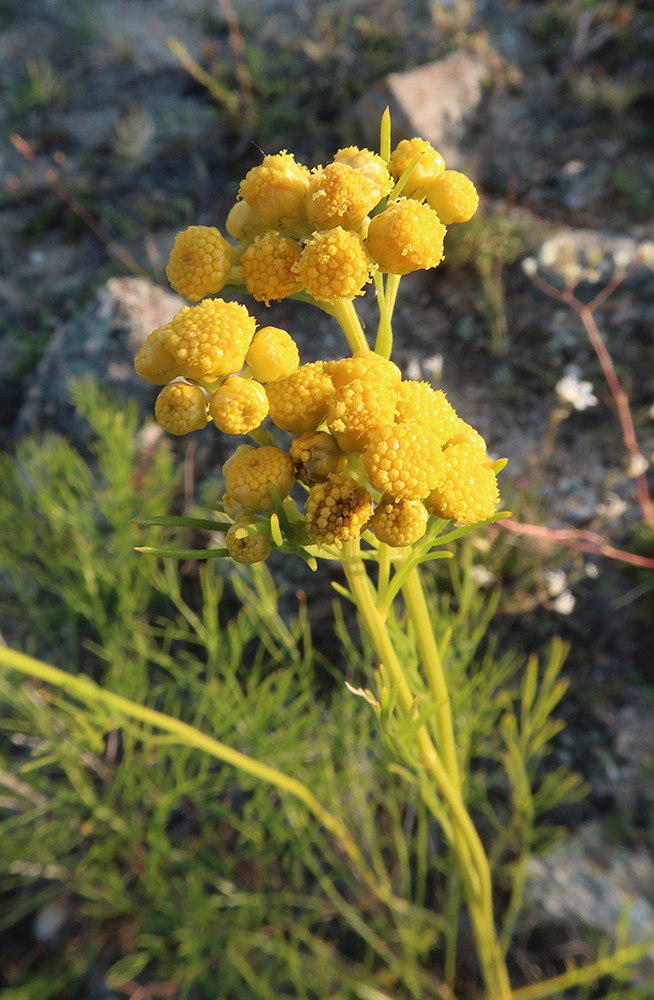 Image of Filifolium sibiricum specimen.