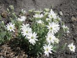 Stellaria eschscholtziana. Цветущее растение. Камчатский край, Елизовский район, природный парк \"Вулканы Камчатки\", Авачинский перевал, 1256 м н.у.м. 05.08.2010.