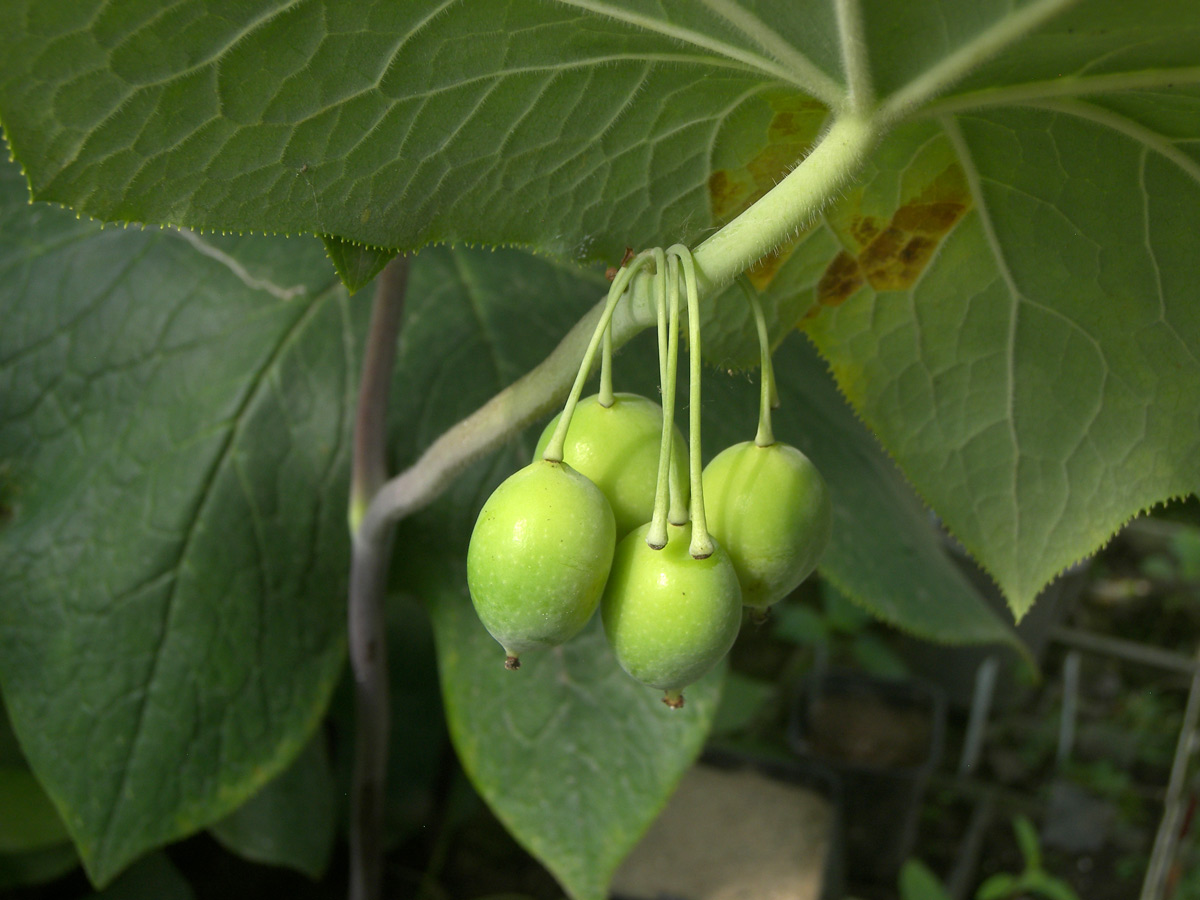 Image of Dysosma pleiantha specimen.