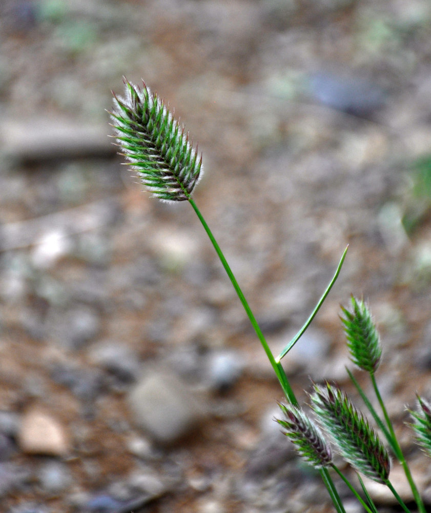 Image of Agropyron kazachstanicum specimen.