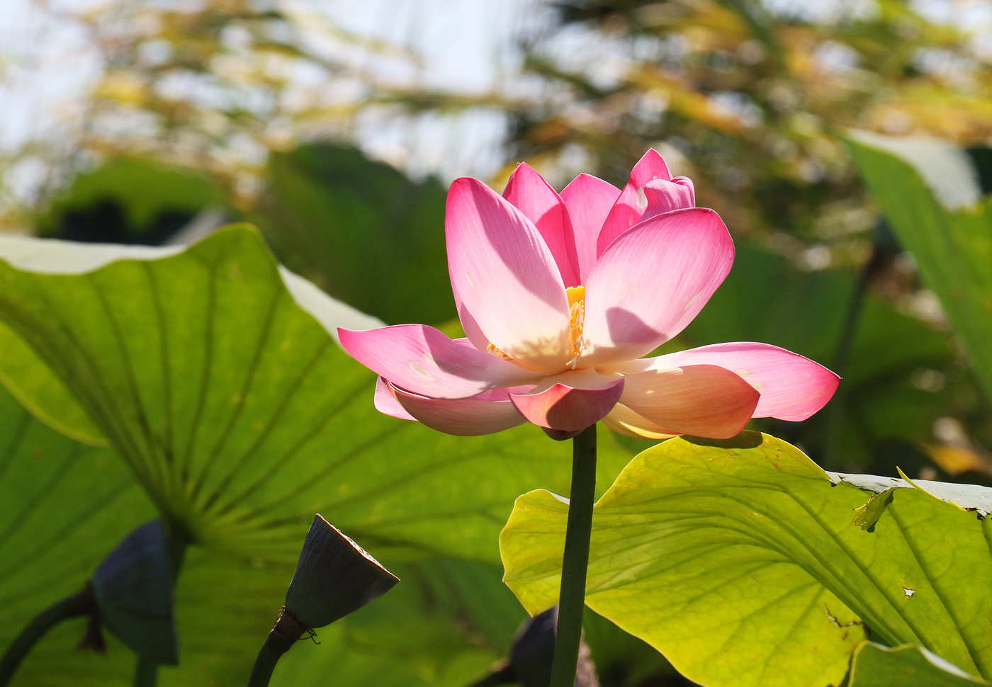 Image of Nelumbo caspica specimen.