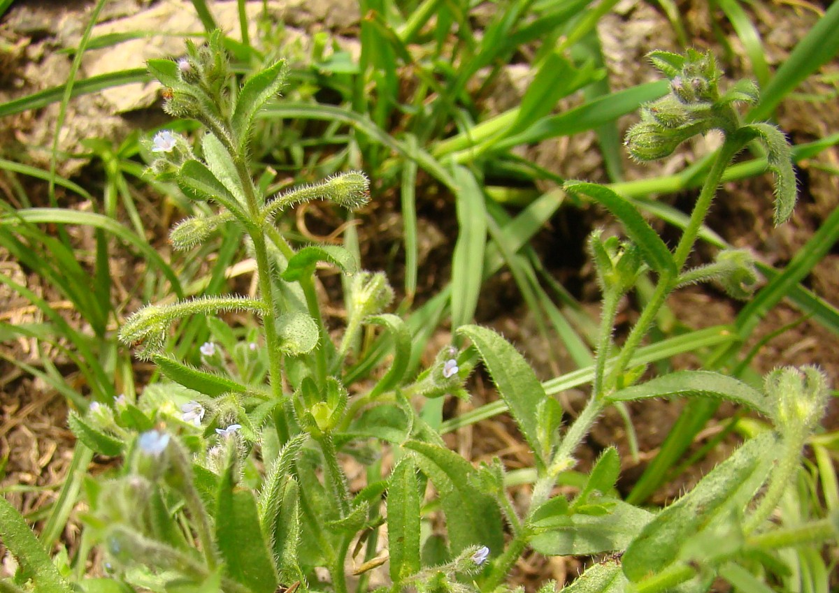 Изображение особи Rochelia peduncularis.