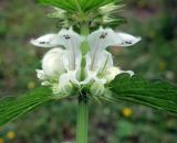 Lamium turkestanicum