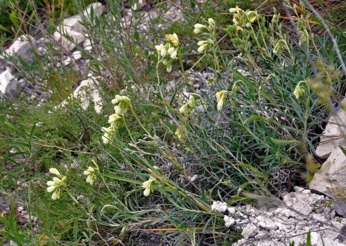 Image of Onosma tanaitica specimen.