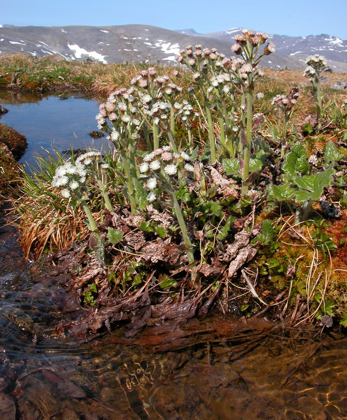 Image of Petasites frigidus specimen.