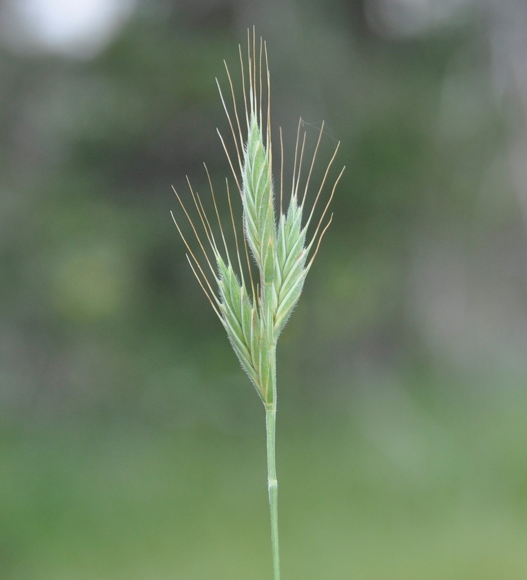 Image of Trachynia distachya specimen.