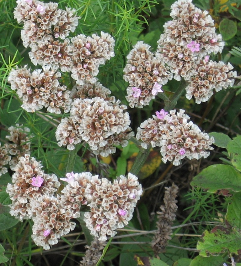 Изображение особи Goniolimon speciosum.