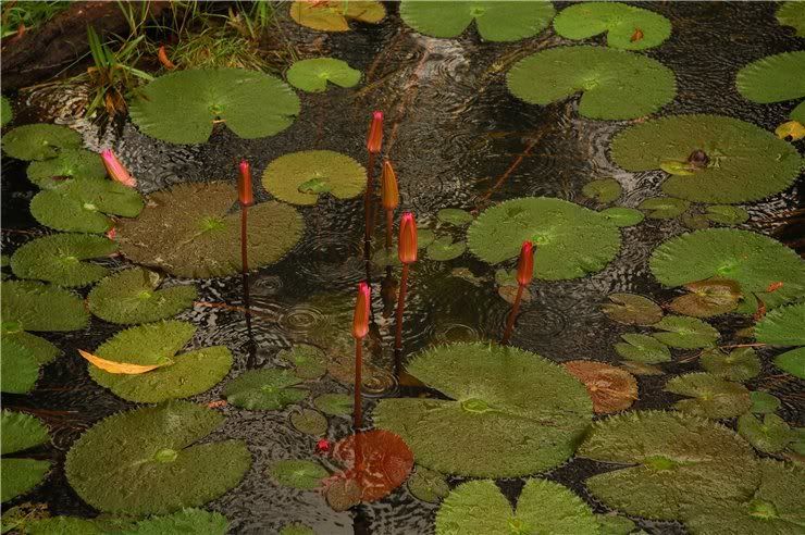 Изображение особи Nymphaea rubra.