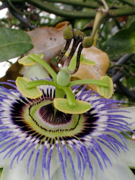 Изображение особи Passiflora caerulea.