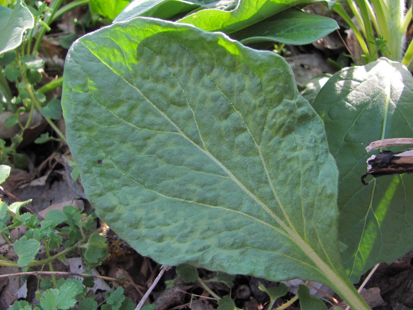 Image of Solenanthus biebersteinii specimen.
