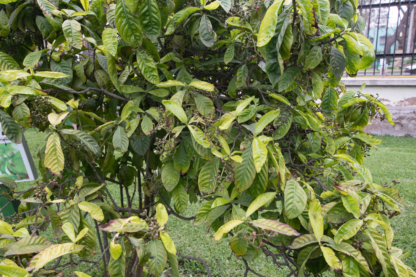 Image of Psychotria viridis specimen.