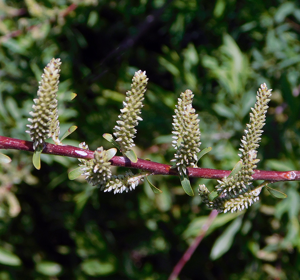 Image of Salix elbursensis specimen.