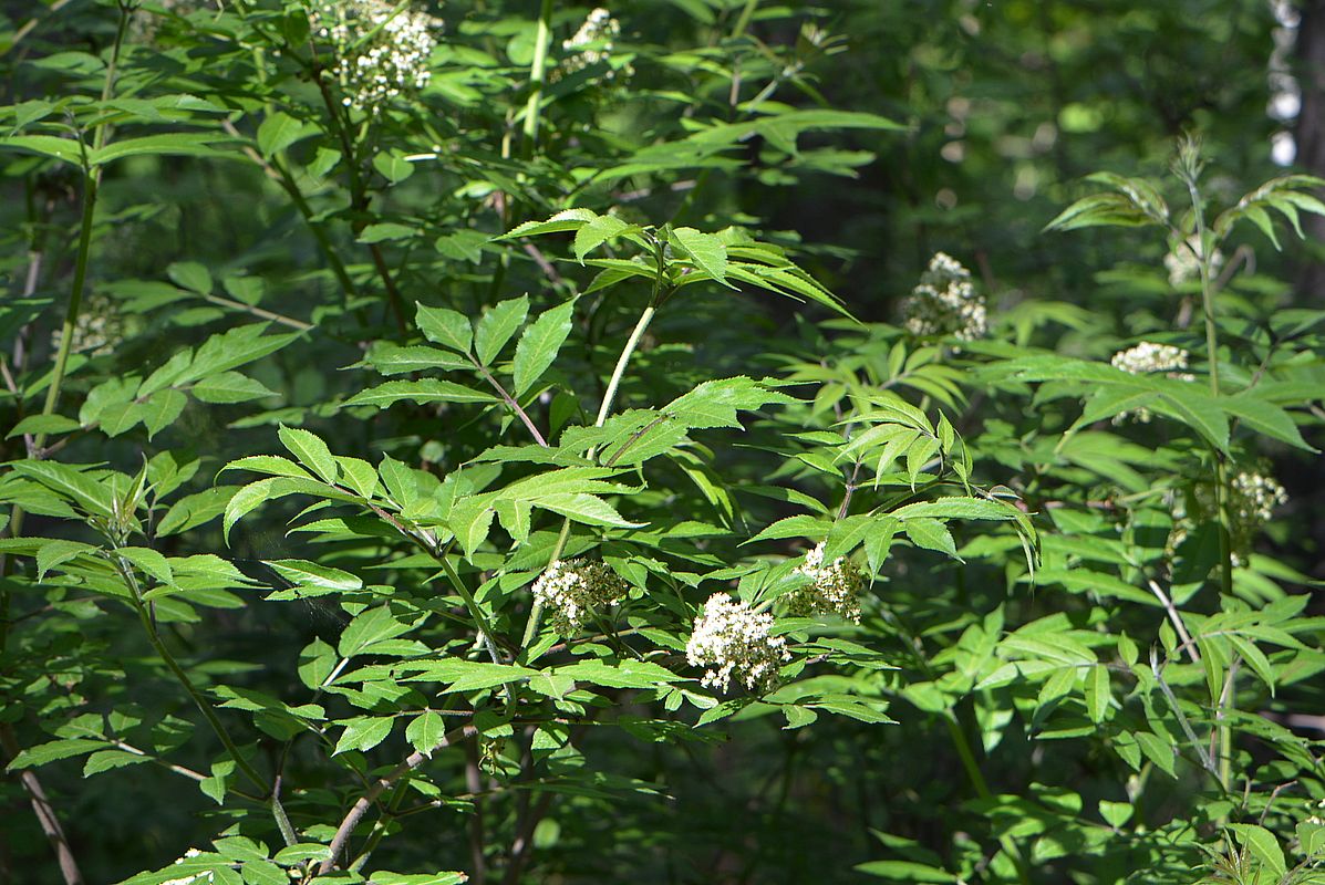 Изображение особи Sambucus racemosa.