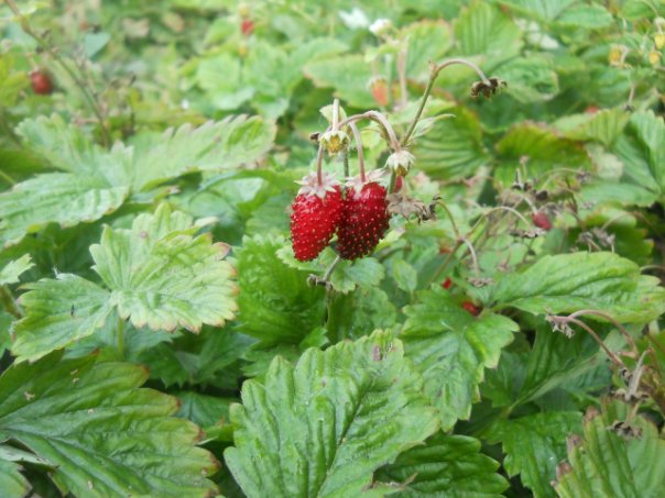 Изображение особи Fragaria vesca.