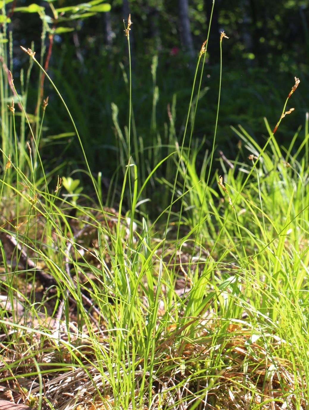 Image of Carex amgunensis specimen.