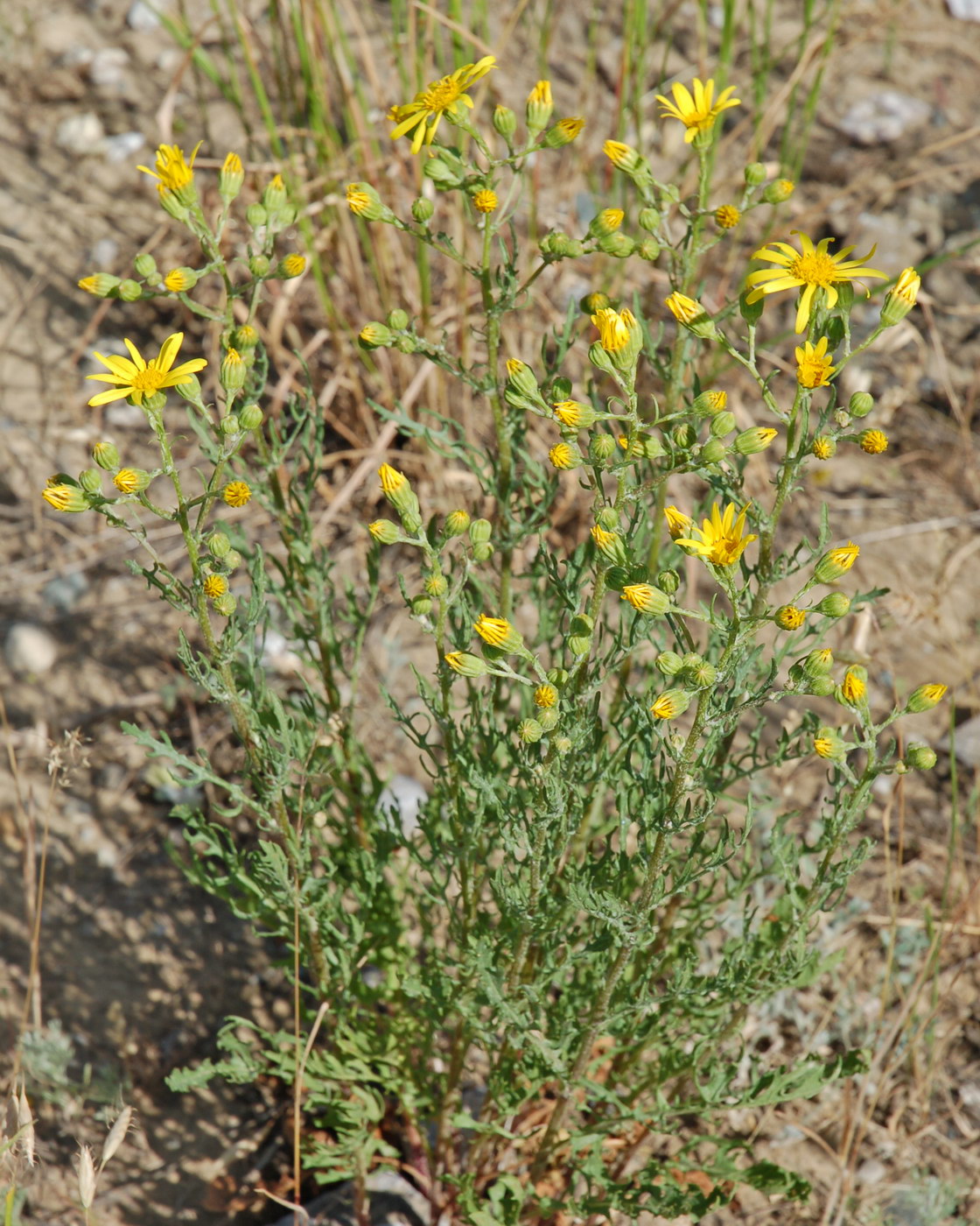 Изображение особи Senecio jacobaea.