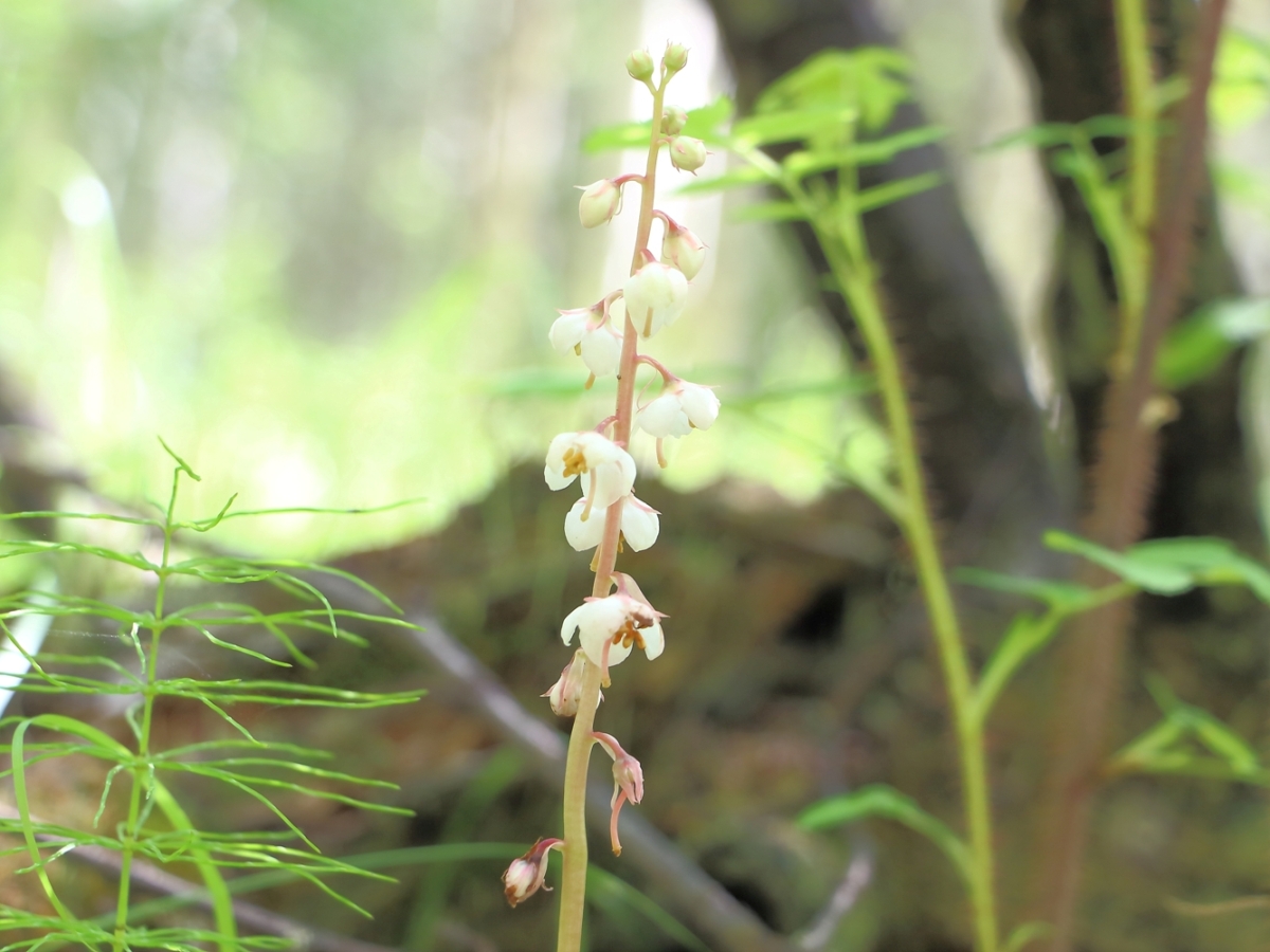 Image of Pyrola incarnata specimen.