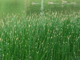 genus Eleocharis
