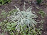 genus Achillea. Вегетирующее растение. Украина, г. Запорожье, Запорожский детский ботанический сад. 10.08.2020.