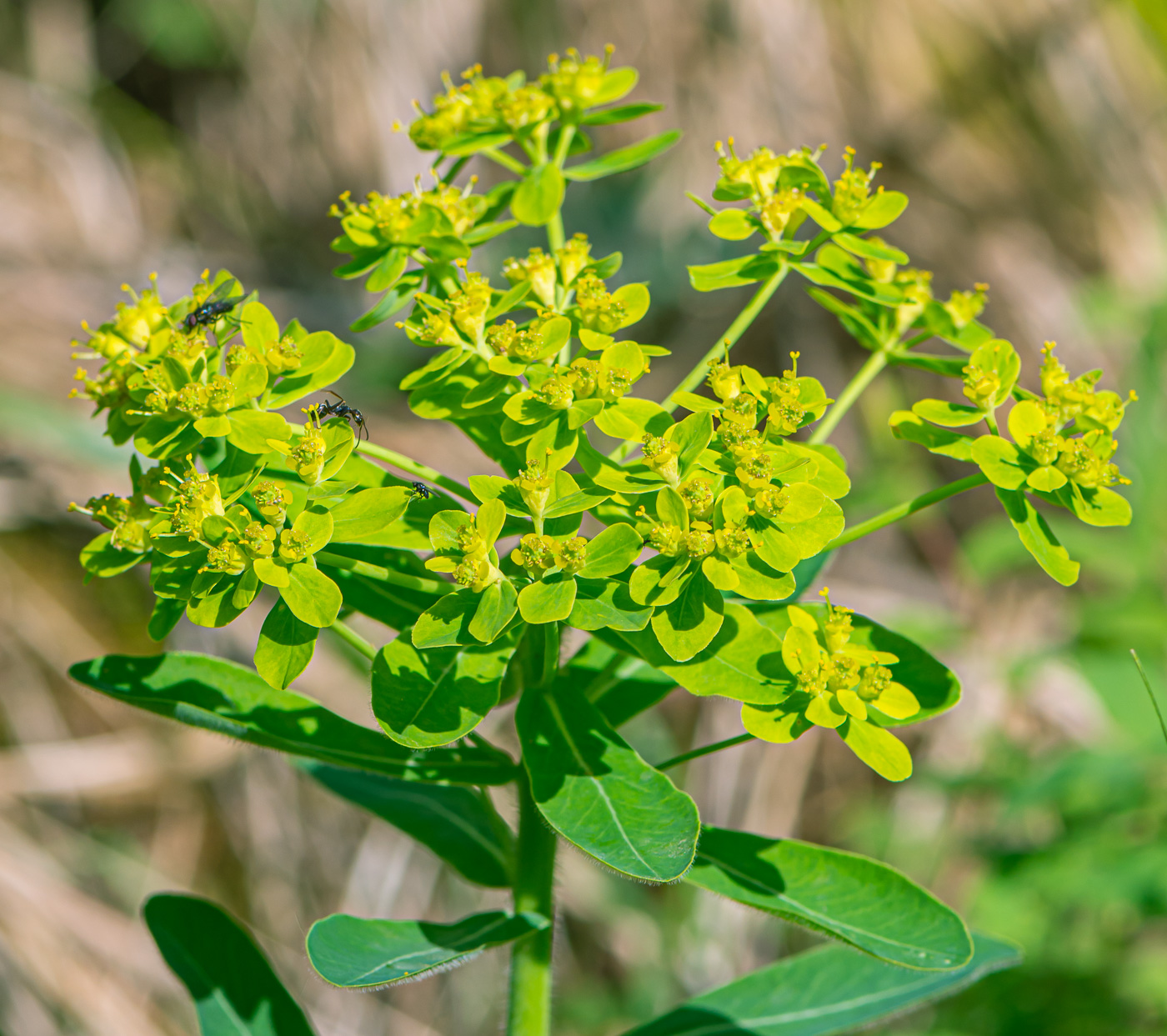 Image of Euphorbia pilosa specimen.