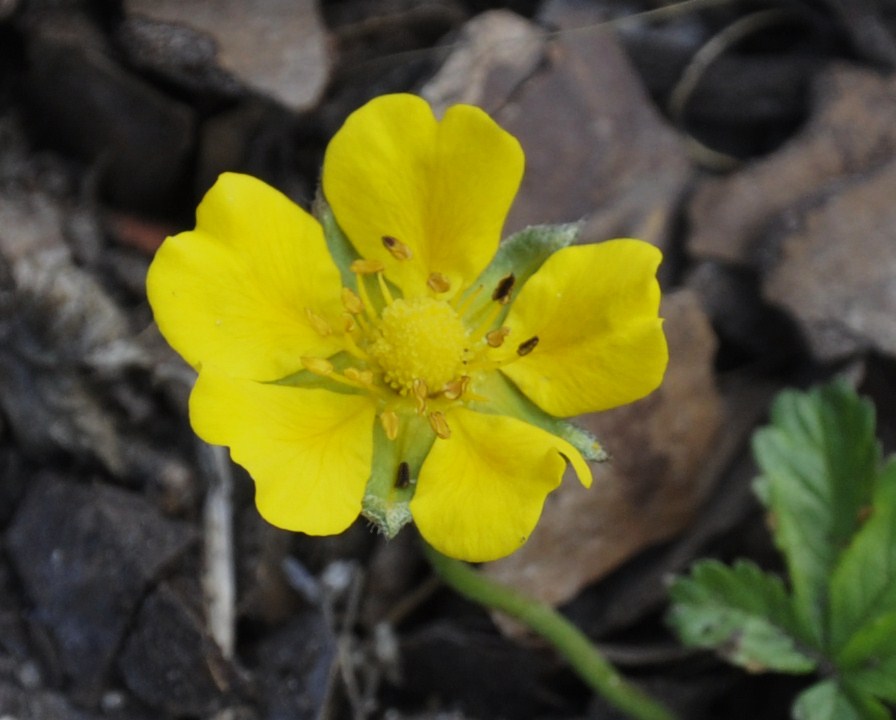 Image of genus Potentilla specimen.