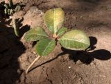 Euphorbia leuconeura. Молодое растение. Украина, г. Запорожье, клумба. 13.09.2020.