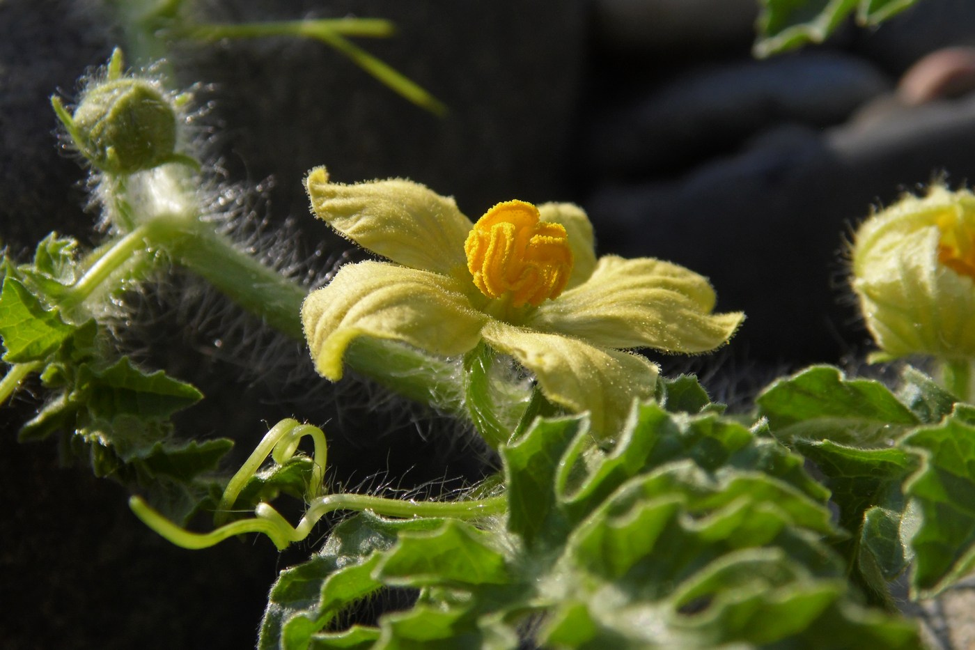 Изображение особи Citrullus lanatus.