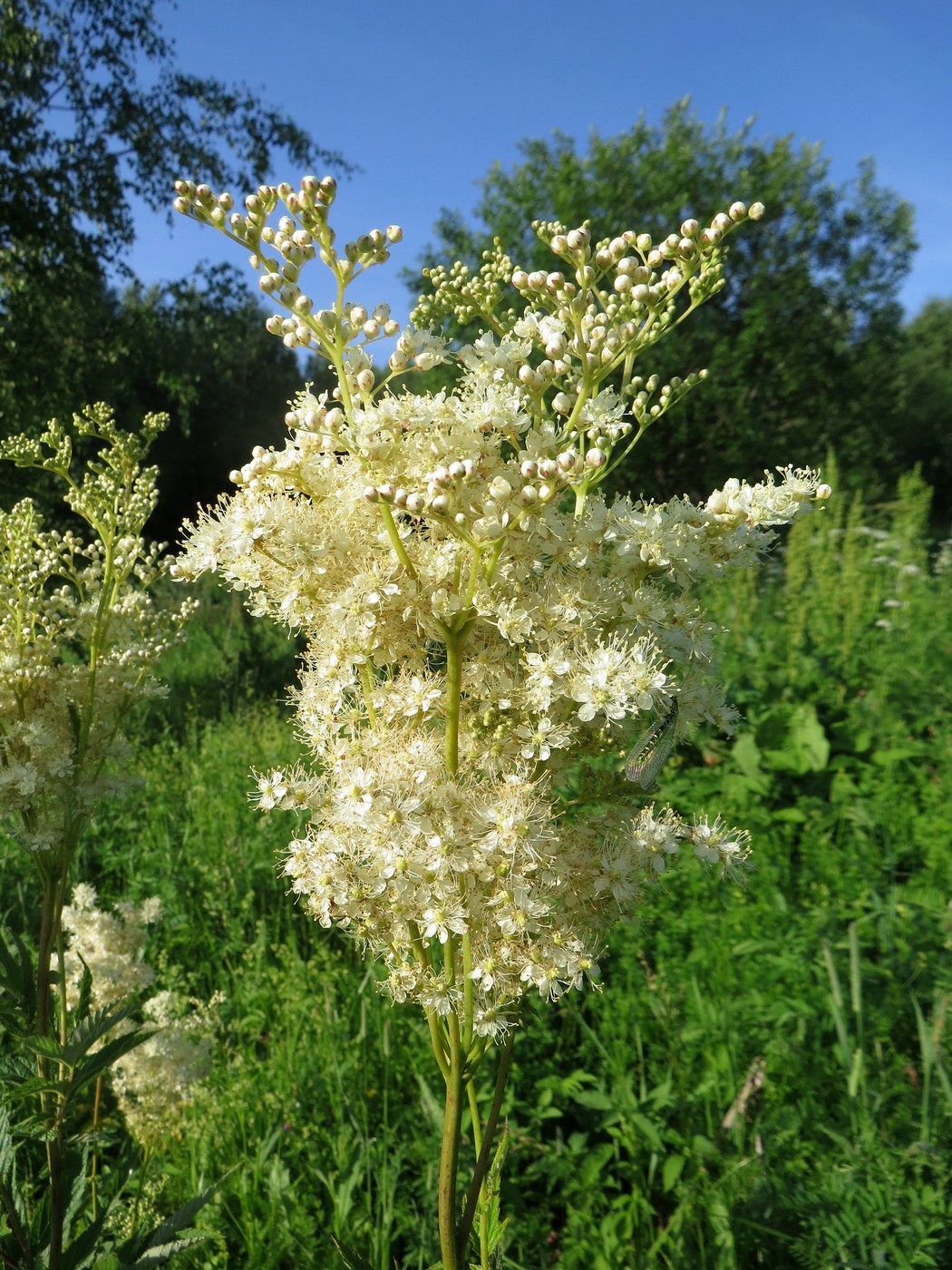 Image of Filipendula ulmaria specimen.