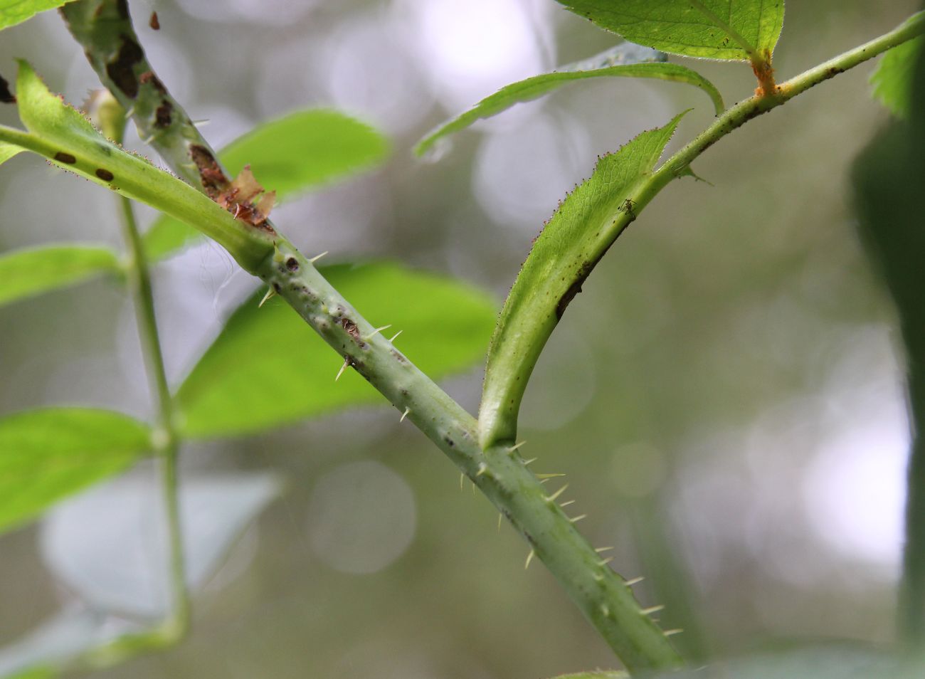 Image of genus Rosa specimen.