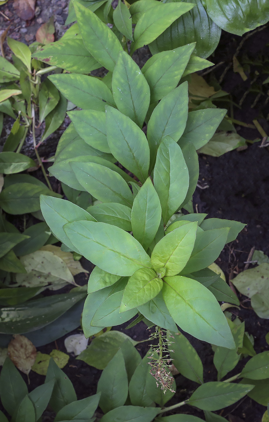 Image of Lysimachia clethroides specimen.