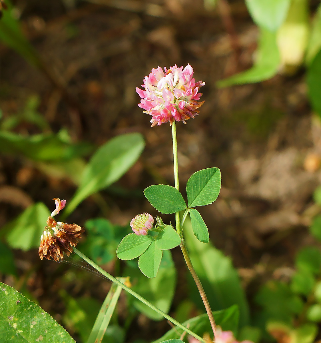 Изображение особи Trifolium hybridum.