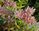 Sedum pulchellum