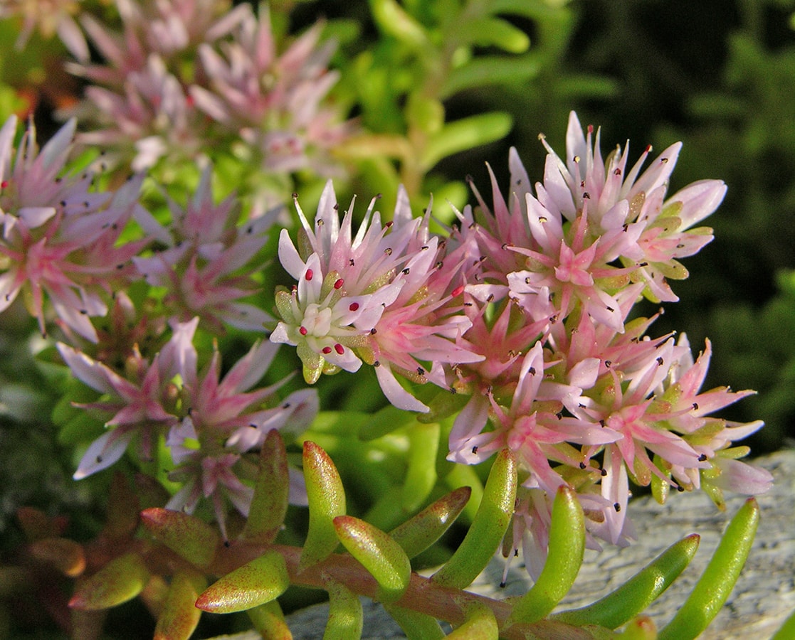 Изображение особи Sedum pulchellum.