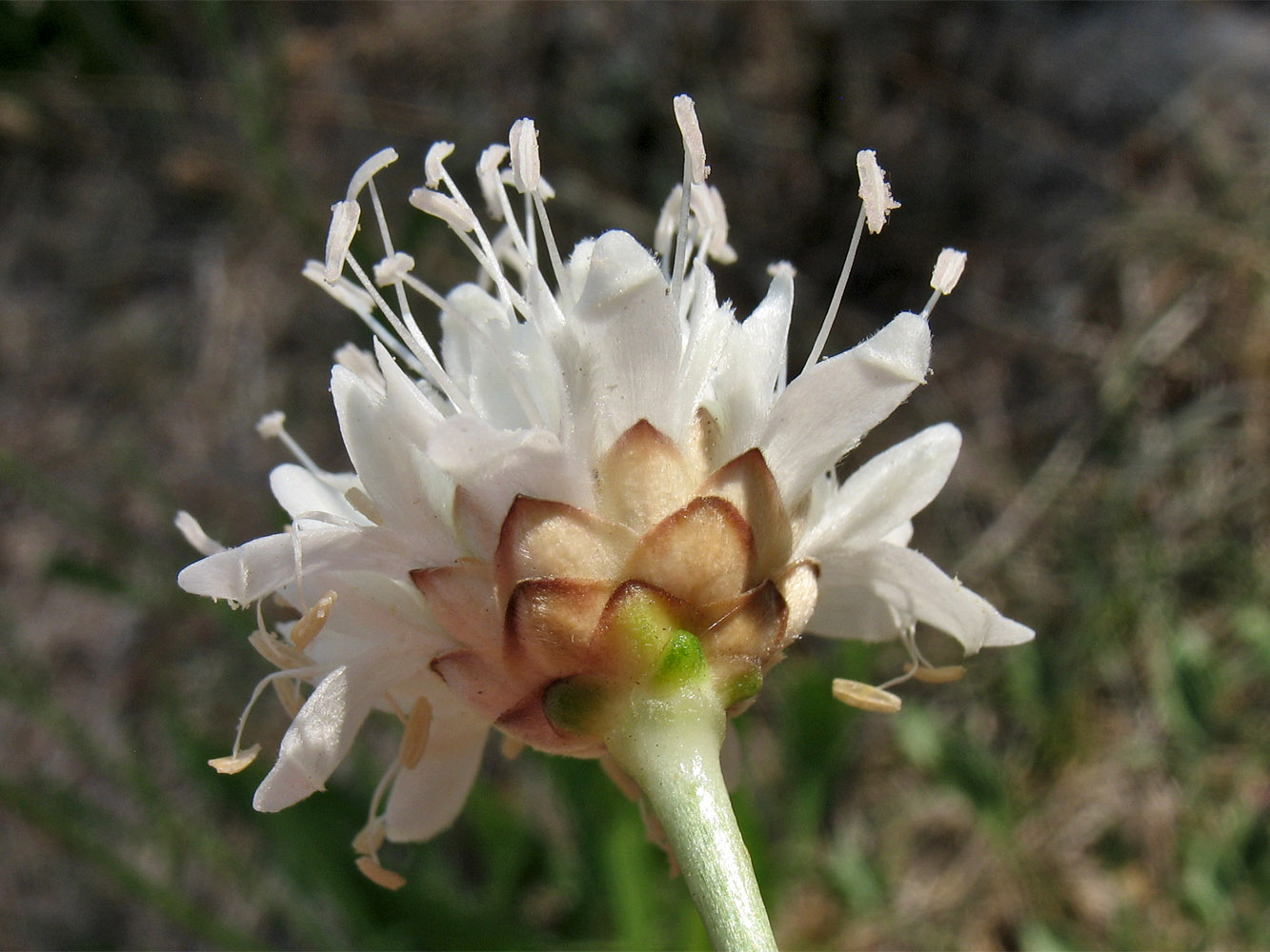 Image of Cephalaria leucantha specimen.