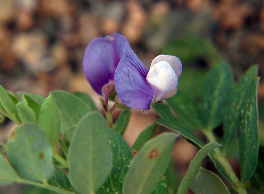 Image of Lathyrus japonicus specimen.