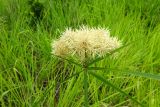 Cyperus hemisphaericus